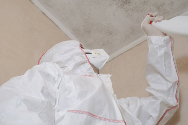Best Toxic Mold Removal  in Preston, MN