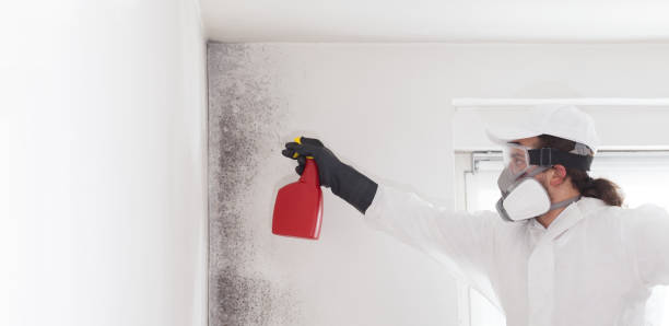 Mold Removal Process in Preston, MN